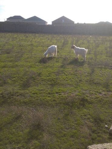 Qoyunlar, qoçlar: 1ərkey 1dişi — 2