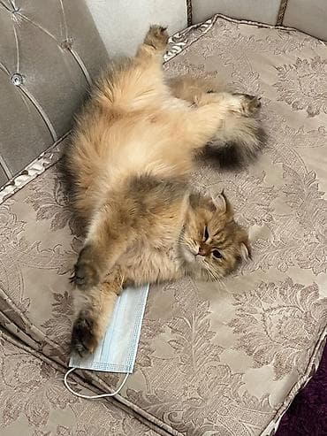 pişik qara: Şinşilla, Erkək — 3