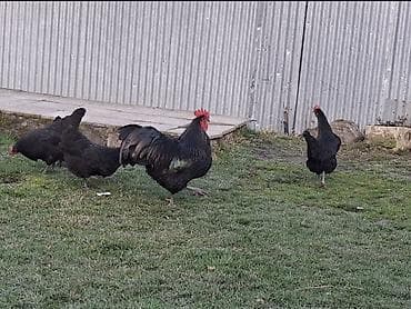 heyrati yumurtasi satilir: Avstralorp yumurtasi satilir 45 eded var.qiymet 1 azn unvan — 1