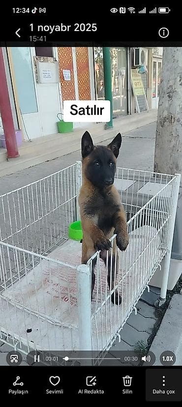 xamilyon heyvan: Belçika çoban iti — 3