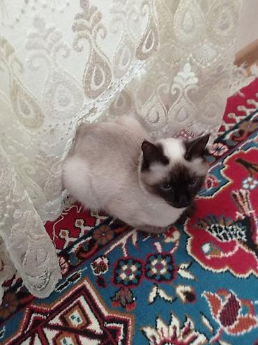 ev pişiyi satışı: Siam, Dişi, Yaxşı əllərə — 1