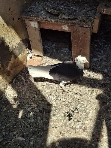 masalli goyercini: Temiz ağbaş ağquyruq bircut.birdenede oz balası — 2