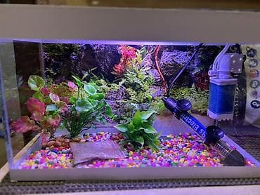 Dördbucaq akvarium, Boş, 15 l, Ünvandan götürmə, Ödənişli çatdırılma