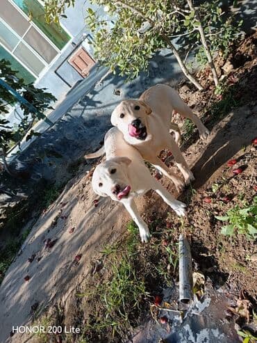 лабрадор купить: Labrador-retriver, 5 ay, Dişi, Peyvəndli, Ünvandan götürmə — 4