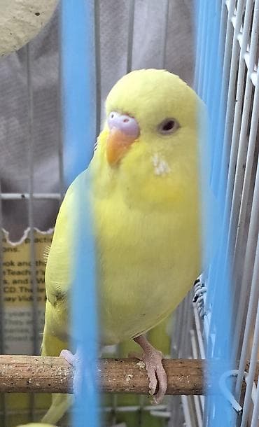 amadin quşu: Məhsul: Sarı rəngli dalmatian/albino tipli dalğıc (budağı – — 3