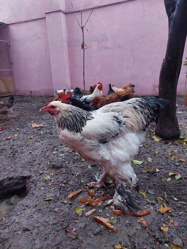 gəncə toyuq: Toyuq, Brama, Damazlıq — 2