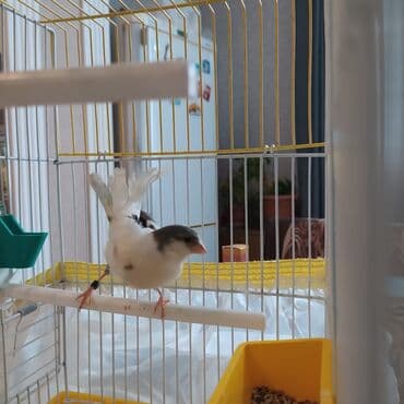 Bulbul -kanareyka 1.5 yash erkek oxuyur qəfəs və aksesuarlar üstündə