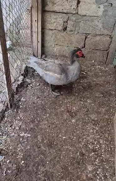 Gəmiricilər: Erkək, | Lal ördək, Damazlıq — 1