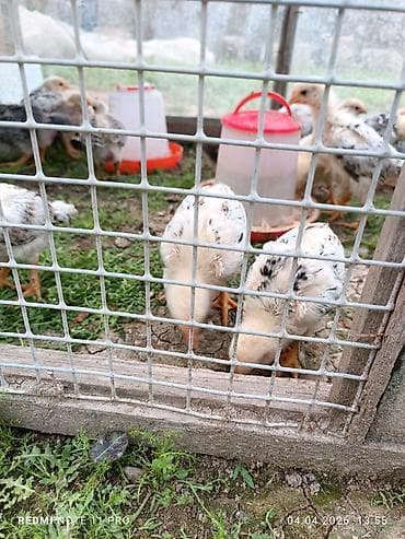 itlerin satisi 2018: Toyuq cücələri, Ətlik, Ünvandan götürmə — 10