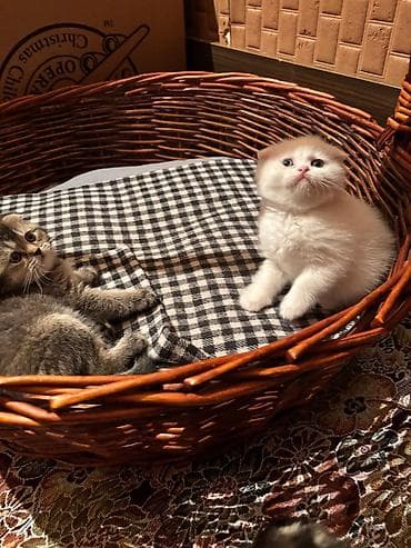 pişim: Ağ tüklü balaca pişik balası – yumşaq tüklü, qısa və sıx örtüklü — 6