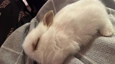 Akvariumlar: Mini dekorativ dovşan – ağ tüklü, qulaqlarında və göz ətrafında açıq — 1