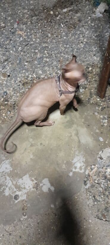 pişik geyimi: Sfinks — 2