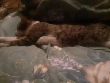 объявление о продаже собаки: Dişi, Yaxşı əllərə — 2