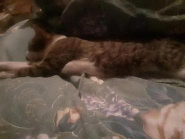 pişik daşıma çantası: Yaxşı əllərə — 2