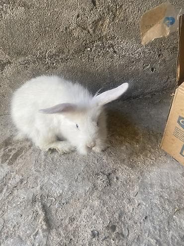 Salam 2əddədi. diwi erkek bilmirem. gəl bax al