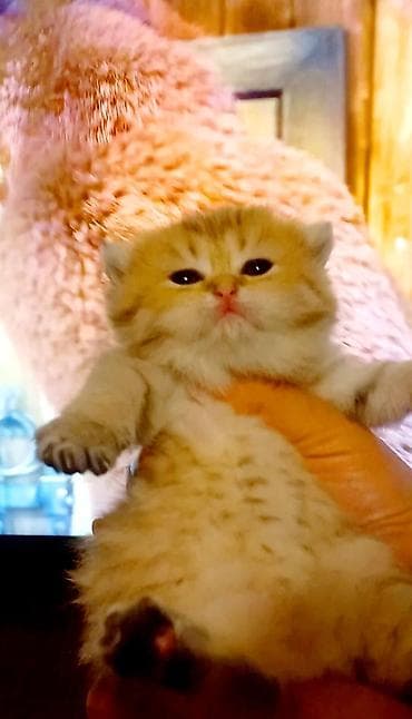 pisiy balasi: Qızıl şinşilla, Erkək — 2