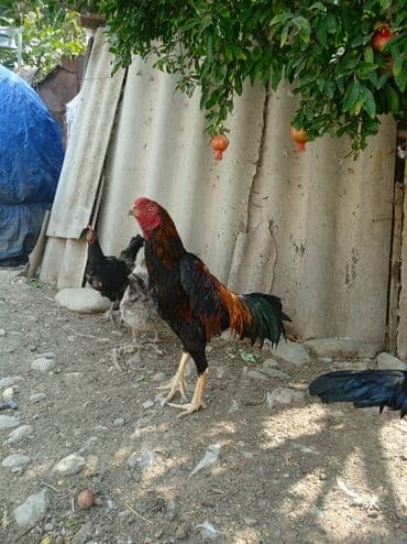meşe xoruzu: Xoruz, Ağdam, il: 1, Ünvandan götürmə — 4
