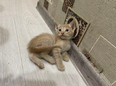 siam pişiyi qiyməti: Yaxşı əllərə — 2