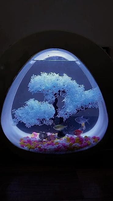 yumru akvarium satisi: Yumru akvarium, Boş, 5 l, Ünvandan götürmə — 1