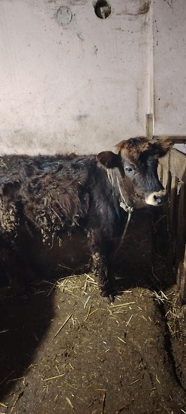 Другие с/х животные: 2 eded super saxlamali danalardi lazim olunan butun dermanlari verilib — 5