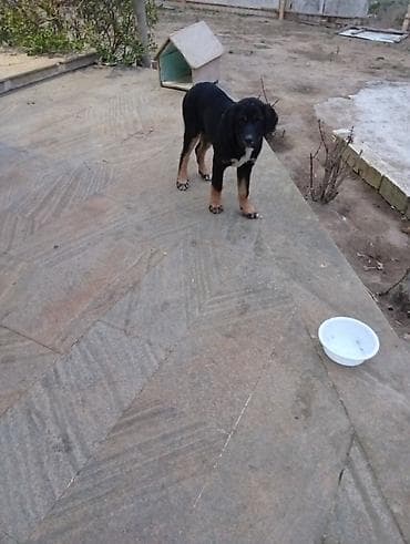 Pişiklər: 4 ay, Erkek, Peyvəndli, Ünvandan götürmə — 3