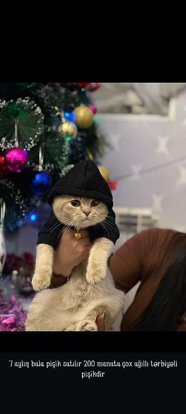 balaca sirin pisikler: Şotland — 3