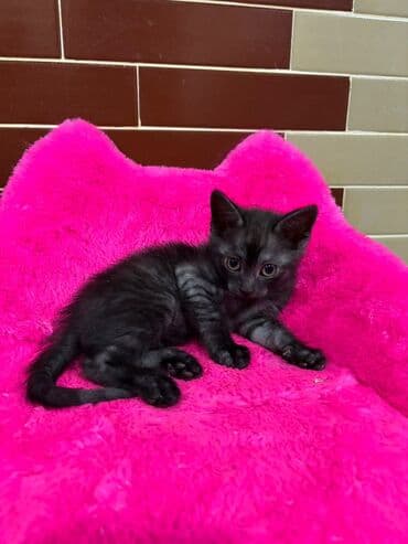 erkek pişik: Erkək, Yaxşı əllərə, Ödənişli çatdırılma — 2