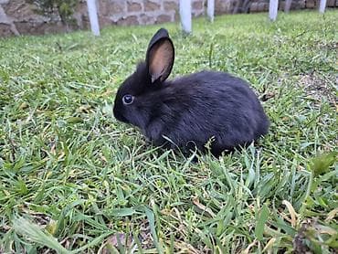 bitki satışı: Saqlam dovşan balalardi,bidənə alana 8m, 2dən cox alana 7m — 6