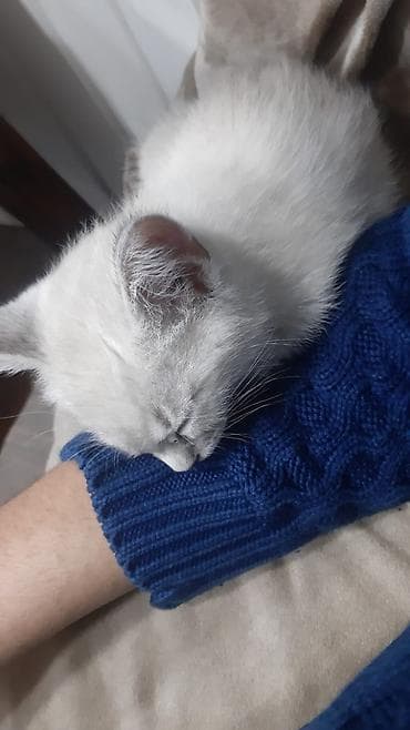 pişim: Britan — 8