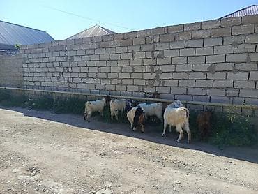erkey dana: Qurbanlığa yarayan erkey quzu — 3