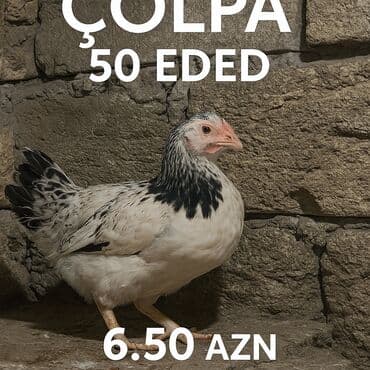 saanen keci satisi azerbaycanda: Çolpalar sağlam 6.50 qiymetidir Məhsul: Çolpa (cücə/örpək) Miqdar: 50 — 1