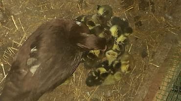 bildirçin satilir 80 qep: 23 dənə ördəy balası macar zümrüdü krasnadar lavanda fevralın 23 — 2