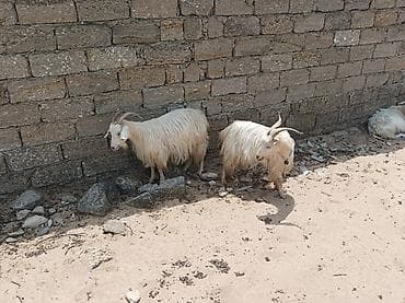 Mal-qara: Ağ rəngli, uzun yunu olan dağ-keçisi (erkək). Qıvrım və möhkəm — 4