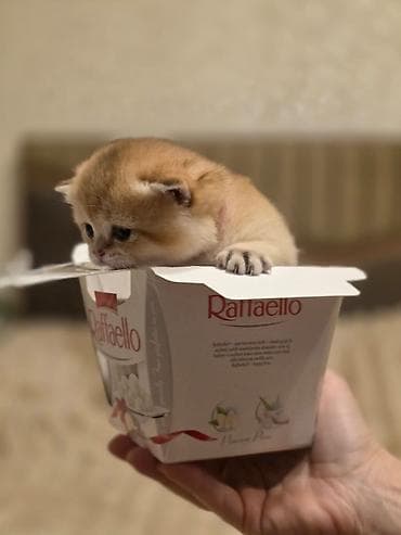 Britan lalafo.az -da Britan