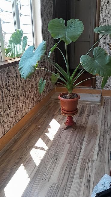 monstera gulu: Alokaziya (Alocasia) otaq bitkisi – iri, ürəkvari-oxvari yaşıl — 2