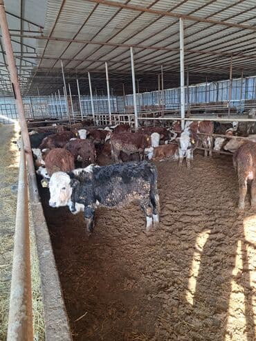 Satış: Dana və buzovlar – qarışıq cinslər Məhsul təsviri: -