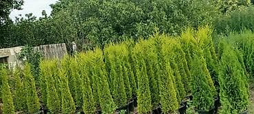 püste ağacı: Thuja və dekorativ kollar – qablarda - Növlər: şam ağacı tipli — 2