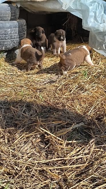 Qafqaz çoban iti lalafo.az -da Qafqaz çoban iti