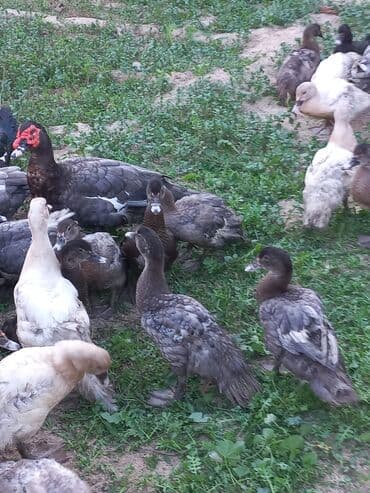 zumrud ordək: Erkək, | Lal ördək, Damazlıq, Ünvandan götürmə — 2