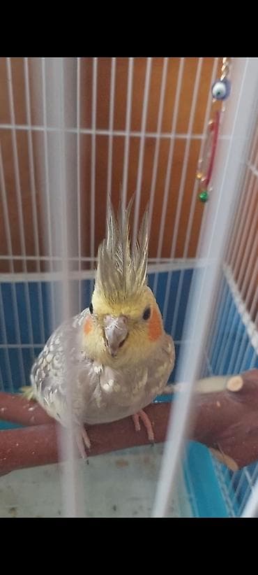 dekorativ quş: Nymph parakit (Cockatiel) – sarı gri ləkəli rəng, yanaqlarda portağal — 3