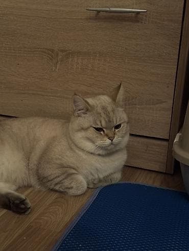 keçiler: Britan, Erkək, Yaxşı əllərə, Ünvandan götürmə, Ödənişli çatdırılma — 5