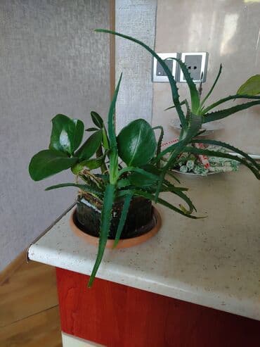 где купить алоэ вера: Aloe vera bitkiləri müxtəlif ölçülərdə və formalarda mövcuddur. Bu — 6