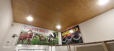 Quş əti: Reklamlar satilir — 5