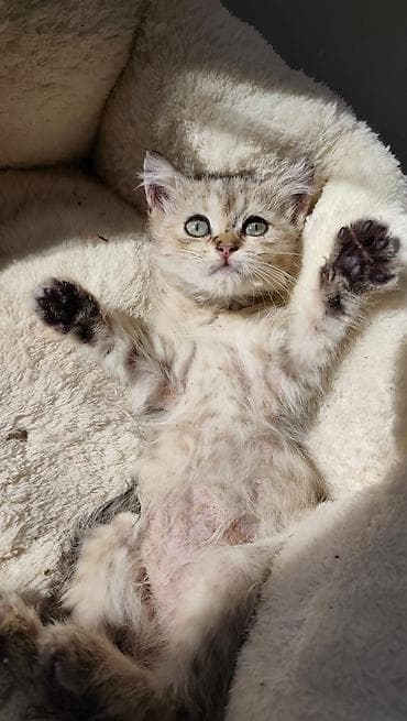 ruletka cat: Qızıl şinşilla, Erkək, Yaxşı əllərə, Ödənişli çatdırılma — 1