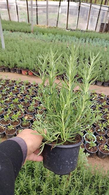 qab gulleri: Rozmarin (Rosmarinus officinalis) fidanları – qablarda yetişdirilmiş — 4