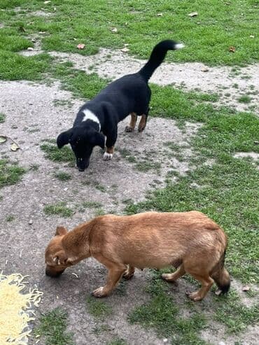 tuklu itlerin qiymeti: Zvanok küçüklər satılırBalaca it balaları – qarışıq rənglərdə - — 7