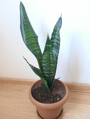 dollar gulu: Sansevieria gülü — 1