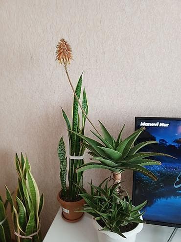 gil qab: Aloe və Sansevieria (Qayın dili) otaq bitkiləri – bir yerdə - Aloe — 4