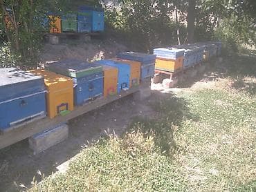 heyvanlar: Arıçılıq üçün rəngarəng pətəklər və çərçivələr komplekti - Pətək — 5