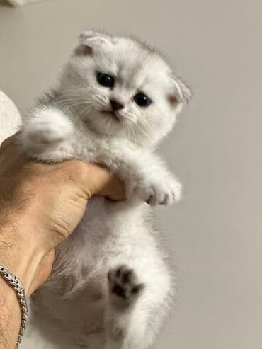 сколько стоит вислоухий кот: Шотладская вислоухая, Самка, В добрые руки, Платная доставка, Самовывоз — 8